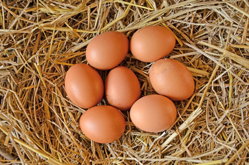Top view of hen eggs in straw nest