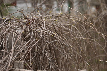 curly branches of a bush background