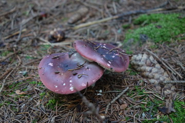 mushroom in the forest