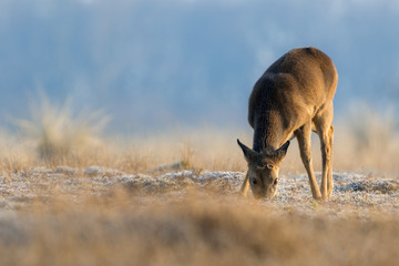 European roe deer eating during winter