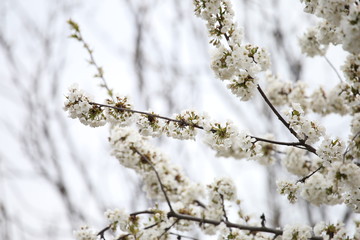 white flowers on fruit tree branches