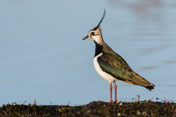 Green Plover standing at the water edge