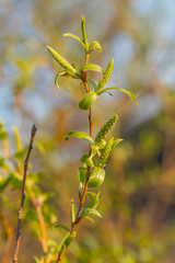 Salix fragilis, with the common names crack willow and brittle willow, is a species of willow native to Europe and Western Asia. Branches of crack willow (Salix fragilis) in bloom.