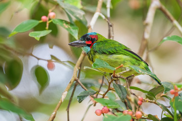 Black-eared Barbet - Psilopogon duvaucelii, beautiful colored barbet from Southeast Asian forests and woodlands, Mutiara Taman Negara, Malaysia.