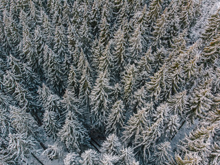 Luftaufnahme einer mit Schnee bedeckten Waldfläche mit vielen Tannenbäumen im Winter