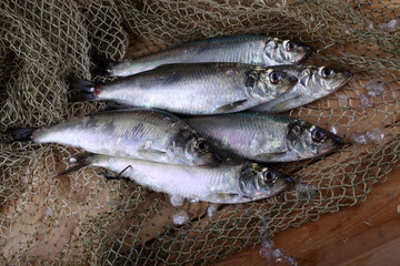 Herring on net