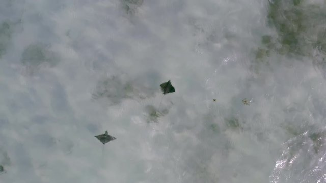 Aerial top view of stingrays swimming in sea, Myliobatoideis in water - Coco Plum Cay, Belize