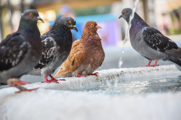Pigeons drink water at the fountain