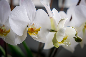 Fototapeta na wymiar Fresh blooming white orchid phalaenopsis flower blossoms