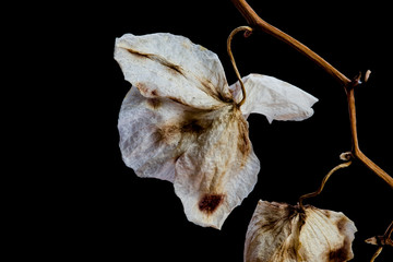 Wilted Orchid Phalaenopsis flower petals isolated on black background