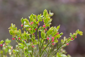 European blueberry (Vaccinium myrtillus) in bloom. European blueberry flowers close up. Vaccinium myrtillus (European blueberry) is a species of shrub with edible fruit of blue color.