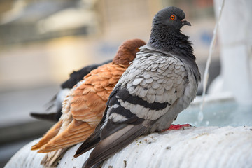 Pigeons drink water at the fountain
