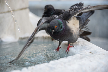 Pigeons drink water at the fountain