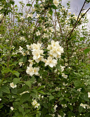 Magnifique photographie de la nature en pleine période estivale.