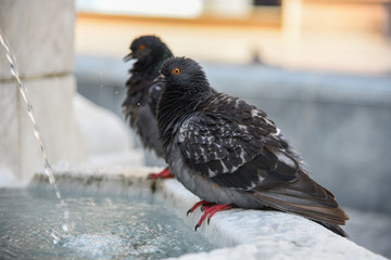 Pigeons drink water at the fountain