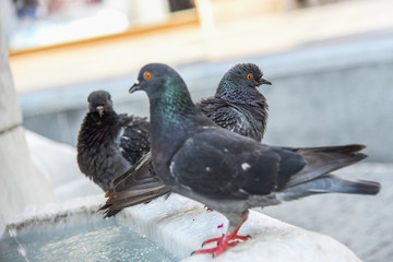 Pigeons sitting at the fountain
