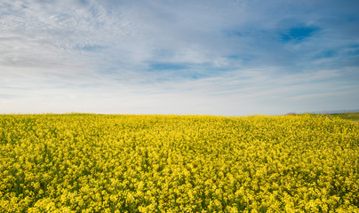 Obraz premium Beautiful field with yellow flowers in spring