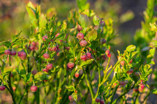 European blueberry (Vaccinium myrtillus) in bloom. European blueberry flowers close up. Vaccinium myrtillus (European blueberry) is a species of shrub with edible fruit of blue color.