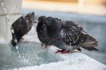 Pigeons drink water at the fountain
