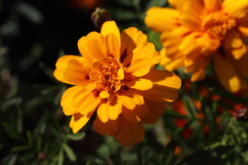 Marigolds