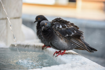 Pigeons drink water at the fountain