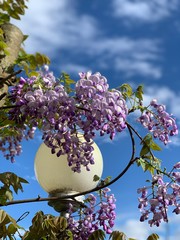 Fototapete bei efototapeten.de bestellen   