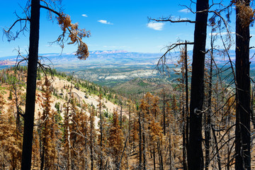 Forest after a controlled burn in Bryce Canyon