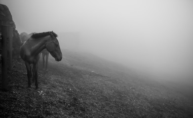 horse in the fog