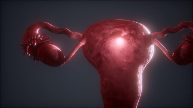 Female Reproductive System Anatomy animation