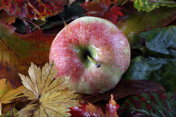 Apple on autumn leaves