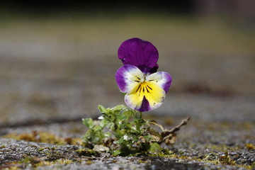 Stiefm&uuml;tterchen