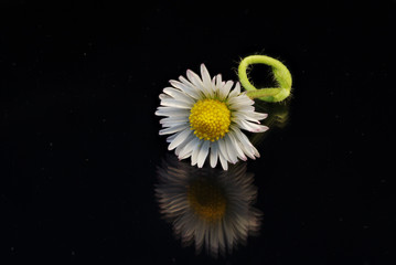 G&auml;nsebl&uuml;mchen