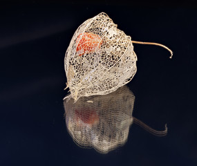 Lampignonblume