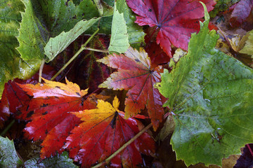 Autumn leaves background
