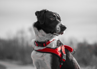 Border Collie, Black and white with Red highlight