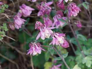 Gewöhnliche or Gemeine Akelei (Aquilegia vulgaris)