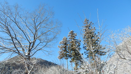 冬