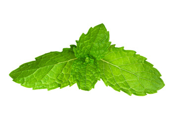 Naklejka na ściany i meble Mint leaf fresh, closeup isolated on a white background.