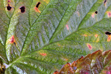 Autumn raspberry leaf