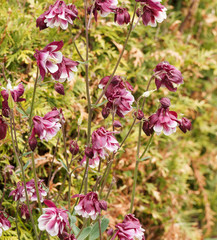 Aquilegia vulgaris - Gemeine Akeleien or Gewöhnliche Akeleien rot und weiß gerfärbt 