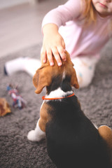 little girl stroking the head of a cute beagle puppy