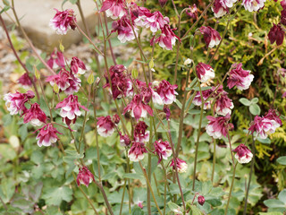 Aquilegia vulgaris - Gemeine Akeleien or Gewöhnliche Akeleien rot und weiß gerfärbt 