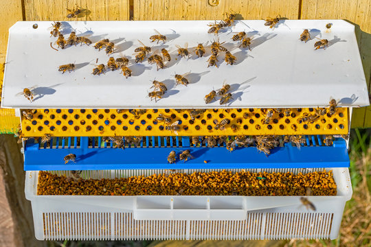 Collector of pollen on a hive. Bees with collected pollen enter the openings of Apiary pollen collector mounted on the hive. harvesting pollen in the apiary. Pollen trap for collecting pollen pellets  - Powered by Adobe