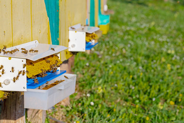 Collector of pollen on a hive. Bees with collected pollen enter the openings of Apiary pollen collector mounted on the hive. harvesting pollen in the apiary. Pollen trap for collecting pollen pellets 