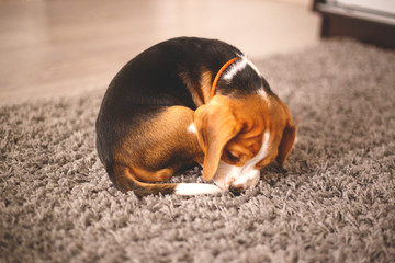 cute beagle puppy lies on the carpet