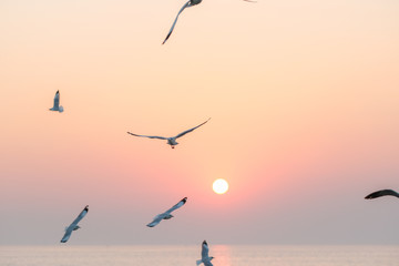 Beautiful sunset with flock of seagulls flying over the sea. Seagulls in the clouds of blue sky. Seagull flying in the blue sky. A seagull is flying in the sky. Seagull flying sky.