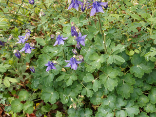 Aquilegia vulgaris - Gemeine Akelei or Gewöhnliche Akelei blau gerfärbt 