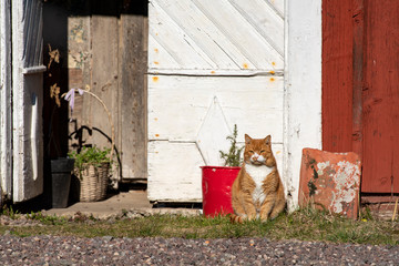 Orange Cat on Guard, guarding the entrance of the farm on the idyllic countryside.