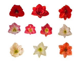 Set of  flowers of hippeastrum (amaryllis) on a white background.