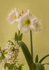 Fototapeta premium Two white hippeastrum and flowering pear branches on a green background
